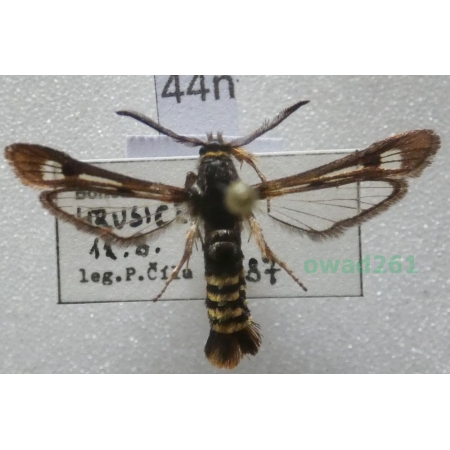 Pennisetia hylaeiformis (Laspeyres, 1801) Czech44n